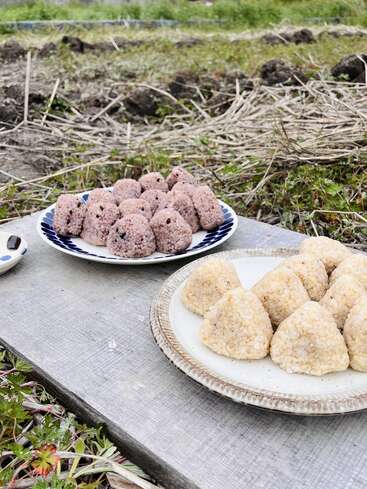 Two plates of onigiri rice balls, one purple and one beige, are placed outdoors on a wooden plank with grass and fields in the background.