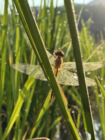 Eine zierliche Libelle sitzt auf einem grünen Grashalm, ihre Flügel schimmern im Sonnenlicht. Tautropfen glitzern, umgeben von üppigem, verschwommenem Grün im Hintergrund.