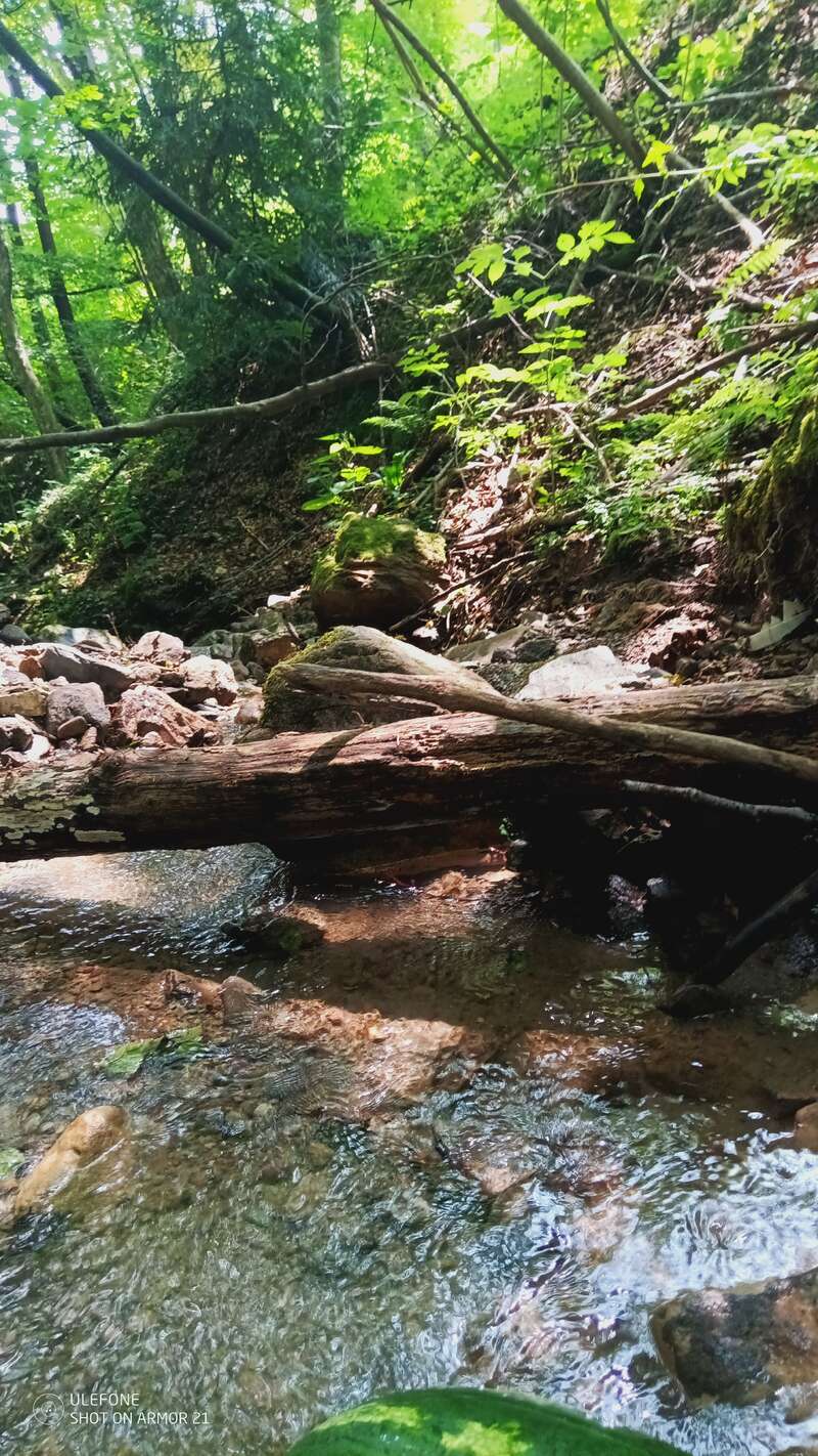La imagen representa una serena escena forestal, con un tronco de árbol caído que atraviesa un arroyo poco profundo, rodeado de rocas y exuberante vegetación.