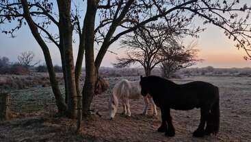 Two horses, one white and one black, stand peacefully beneath leafless trees on a frosty field at sunrise, creating a tranquil rural winter scene.