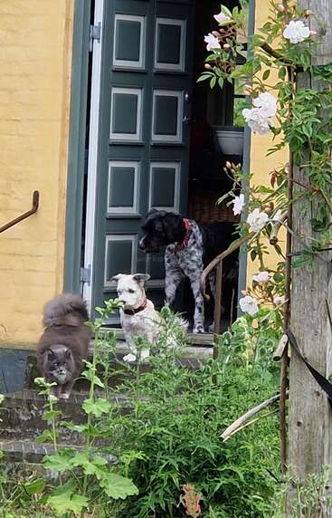 A grey cat, a small white dog, and a larger black dog stand at the doorway of a yellow house, surrounded by green plants and white flowers.