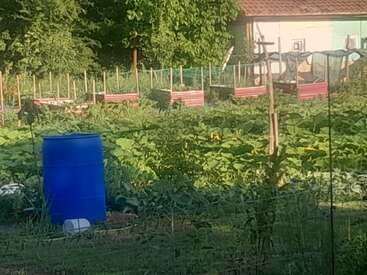 Un potager luxuriant avec des plantes vertes, des lits surélevés avec des bordures rouges, un tonneau d'eau bleu et un hangar à l'arrière-plan, entouré d'arbres.