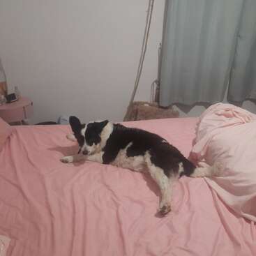 Ein schwarz-weißer Hund liegt auf einer rosafarbenen Bettdecke in einem gemütlichen Schlafzimmer und sieht entspannt und bequem aus, neben ein paar zerknitterten Decken und Kissen.