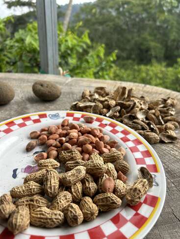 A close-up of raw peanuts, shelled and unshelled, on a colorful plate atop a rustic wooden table, with a scenic green outdoor background.