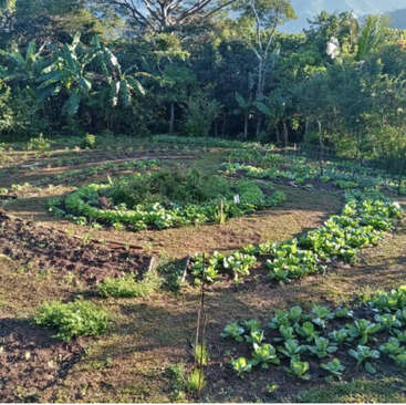 A lush, spiral vegetable garden flourishes under sunlight, surrounded by dense tropical trees and mountains. Various green leafy plants grow in concentric rings, creating natural beauty.