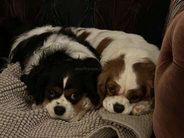 Two adorable Cavalier King Charles Spaniels are cuddling closely on a textured beige blanket, resting their heads together, looking cozy, relaxed, and content on a sofa.