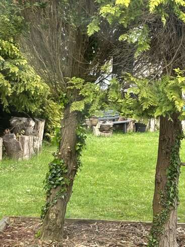 Two ivy-covered tree trunks frame a grassy lawn with chopped logs and a rustic table in the background, surrounded by lush green foliage and shaded areas.