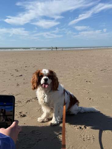 A happy Cavalier King Charles Spaniel sits on a sandy beach, tongue out, while someone takes a photo. The sky is blue with scattered clouds.
