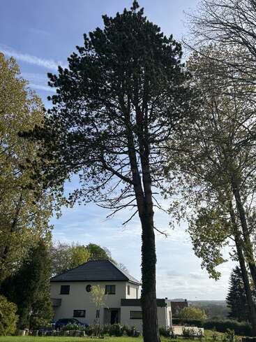 A tall, leafy tree stands prominently in the foreground, with a modern white house and garden behind it. Blue sky and surrounding greenery complete the peaceful scene.