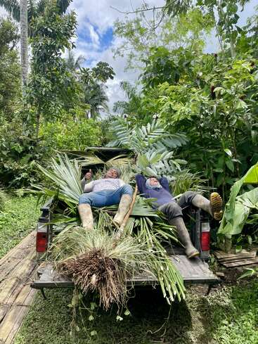 Dos personas descansan en la parte trasera de una camioneta llena de plantas tropicales recién cortadas, rodeadas de una exuberante vegetación, bajo un cielo azul parcialmente nublado.