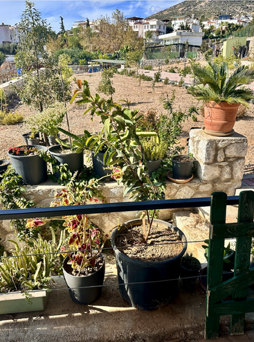 Au premier plan, diverses plantes en pot sont posées sur un rebord en pierre. Derrière, un jardin sec s'étend vers des maisons lointaines et des collines verdoyantes sous un ciel lumineux.