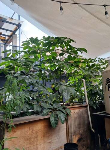 De grandes plantes vertes à feuilles poussent en abondance dans une jardinière en bois sous un auvent blanc avec des ampoules suspendues, entourées de structures urbaines et d'un grand conteneur en plastique.