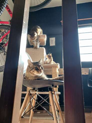 Trois chats se détendent dans une pièce ensoleillée : l'un se prélasse sur une chaise, les deux autres se perchent sur un arbre à chat. Des bicyclettes et la lumière du soleil encadrent la scène.