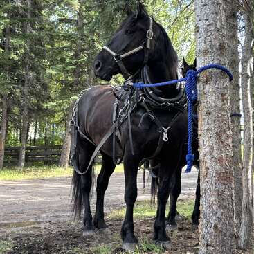A majestic black horse, harnessed and tied with a blue rope to a tree, stands alert in a quiet, sunlit forested area.