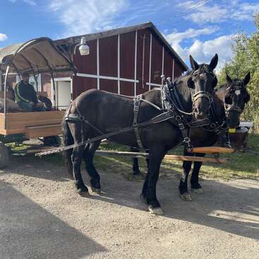 A imagem mostra uma carroça puxada por cavalos com dois cavalos marrons escuros, transportando passageiros em um dia ensolarado em frente a um celeiro vermelho.