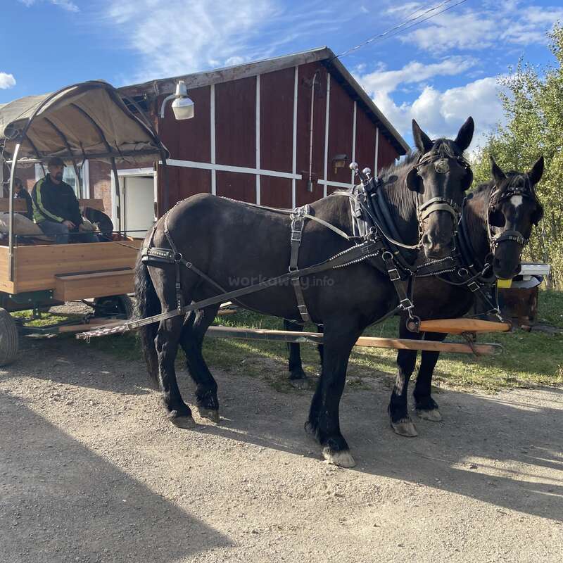 The image depicts a horse-drawn wagon with two dark brown horses, carrying passengers on a sunny day in front of a red barn.