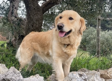 Um golden retriever feliz está ao ar livre sobre algumas pedras, cercado por grama verde e árvores, com a língua para fora, desfrutando de um ambiente natural e tranquilo.