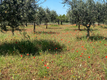 Esta imagem mostra um bosque de oliveiras sob um céu azul brilhante, pontilhado de papoulas vermelhas vibrantes e grama verde exuberante, criando uma cena rural tranquila.
