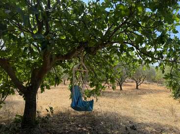 Una silla hamaca azul cuelga de la rama de un árbol a la sombra, rodeada de exuberantes hojas verdes, con vistas a un campo seco e iluminado por el sol y a árboles lejanos dispersos. Un entorno tranquilo.