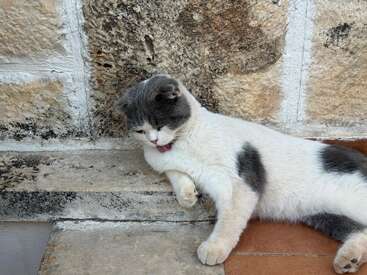 Un gato gris y blanco descansa en unos escalones de piedra contra una pared con textura, parece relajado con la lengua juguetonamente fuera, creando una escena encantadora y desenfadada.