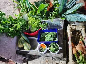 Un vibrante surtido de verduras y hierbas frescas, incluidas verduras de hoja verde, zanahorias, calabazas, pepinos y flores comestibles, dispuestas en cestas, vasos y recipientes de plástico.