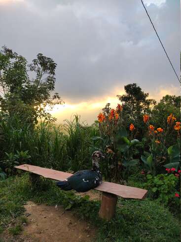Un pato se sienta tranquilamente en un banco de madera rodeado de exuberante vegetación y flores anaranjadas, con espectaculares nubes y un cielo resplandeciente al atardecer de fondo.