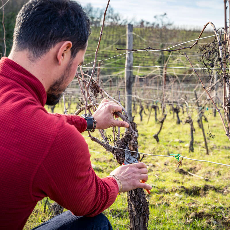Ein Mann beschneidet eine Weinrebe in einem Weinberg. Er benutzt eine Drahtschere, um die Äste zu kürzen, während im Hintergrund andere Rebstöcke zu sehen sind.