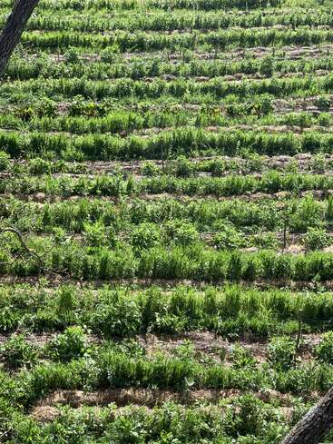 Das Bild zeigt ein weites Feld mit saftig grünem Gras und Unkraut, auf dem Pflanzen in geordneten Reihen wachsen, die möglicherweise für landwirtschaftliche Zwecke angebaut werden.