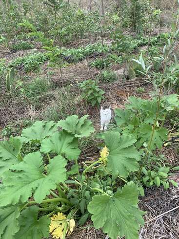 Eine weiß-graue Katze sitzt zwischen hohen grünen Pflanzen und dichter Vegetation in einem Garten. Die Katze passt sich ihrer Umgebung an und beobachtet ruhig die Szene.