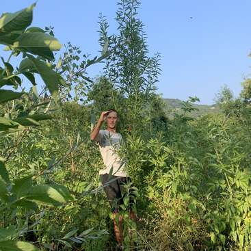 Un joven se encuentra entre plantas altas y densas bajo un cielo azul claro, protegiéndose los ojos del sol, rodeado de naturaleza y colinas lejanas.