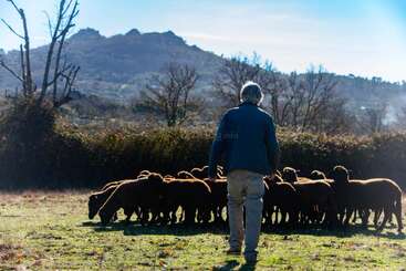 A shepherd stands in a sunlit field, watching over a small flock of sheep, with mountains and bare trees creating a peaceful, rural backdrop.
