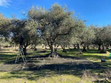 A person stands on a ladder picking olives from a tree in a sunny olive grove, with nets spread on the ground to catch the harvest.