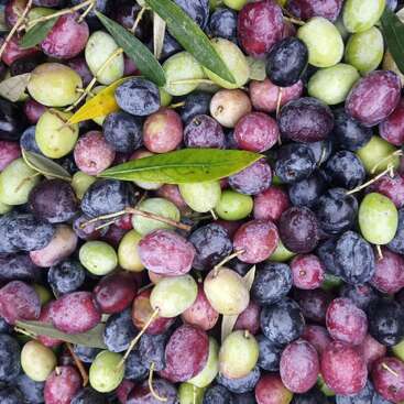 A colorful assortment of olives in various stages of ripeness, ranging from green to purple to black, with some olive leaves scattered among them.