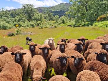 Un rebaño de ovejas marrones con la cara negra está en un campo cubierto de hierba. Una oveja blanca y un perro blanco y negro están al fondo, rodeados de árboles.