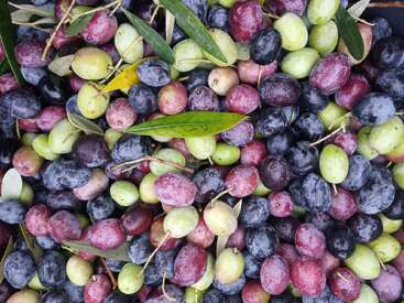 Un colorido surtido de aceitunas en distintos estados de madurez, que van del verde al morado y al negro, con algunas hojas de olivo esparcidas entre ellas.