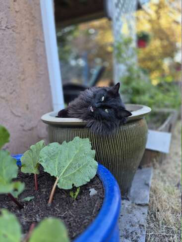 Un gato negro y mullido descansa juguetonamente sobre una gran maceta al aire libre, ladeando la cabeza y sacando la lengua, rodeado de vegetación y plantas en macetas.