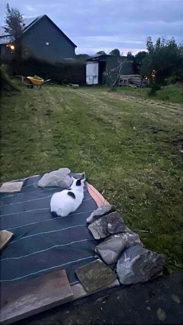 Un gato blanco con manchas negras está sentado en una lona con piedras, mirando por encima de un patio cubierto de hierba hacia un cobertizo y una casa al atardecer, ambiente tranquilo.