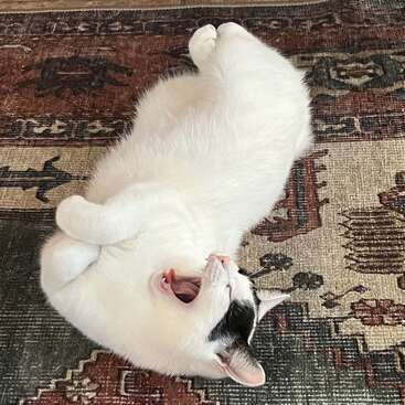Un gato blanco con marcas negras está tumbado de espaldas sobre una alfombra estampada, en pleno bostezo, con aspecto relajado y cómodo en un ambiente hogareño acogedor.