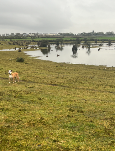 A tan and white dog stands on a grassy field near a flooded area, with trees reflected in water and distant houses under a cloudy sky.