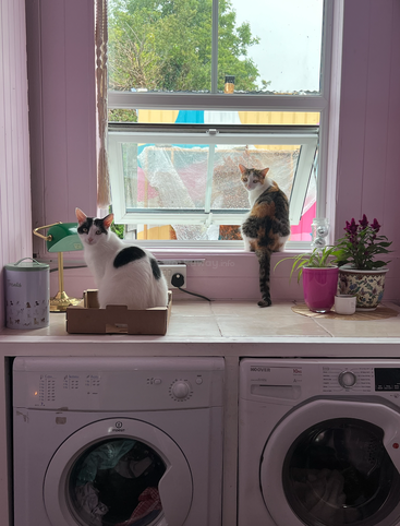 Two cats sit on a counter above washing machines, one in a box, one on the windowsill. Plants and a lamp decorate the cozy, pastel laundry room.