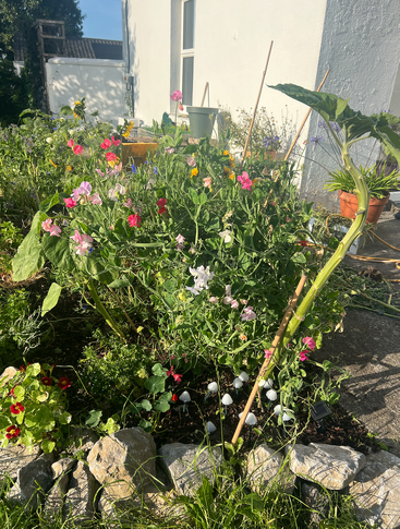 A sunlit garden brimming with colorful flowers, greenery, and small white mushrooms, bordered by rocks, with a white building and potted plants in the background.