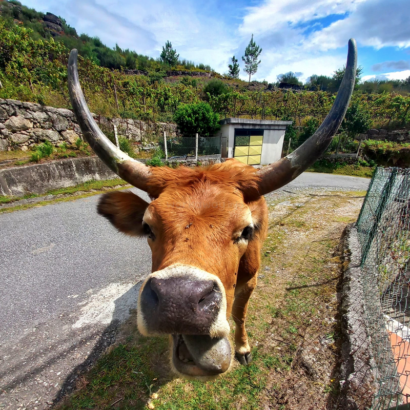 The image depicts a brown cow with large horns standing on the side of a road, gazing directly at the camera. The cow is situated near a fence and a building.