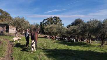 Uma mulher está ao lado de um cavalo e dois cães em um campo rural com árvores, enquanto cabras ou ovelhas pastam ao fundo sob um céu azul claro.