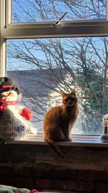 Un chat orange est assis sur un rebord de fenêtre à côté d'un bonhomme de neige. Des arbres dénudés et un ciel bleu sont visibles à l'extérieur de la fenêtre sous un soleil éclatant. Scène chaleureuse.