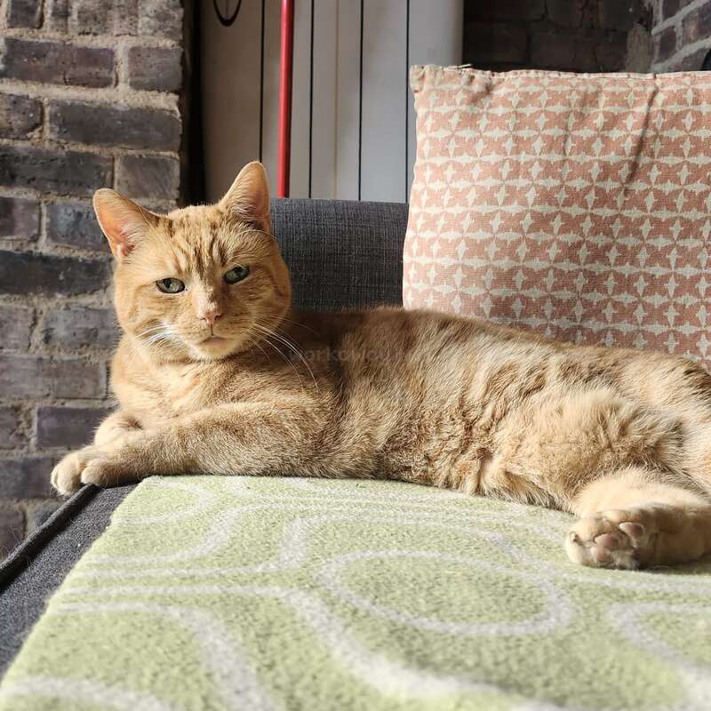 Eine entspannte rothaarige Katze liegt auf einer Couch und sonnt sich im Sonnenlicht. Hinter der Katze liegen ein gemustertes Kissen und eine freiliegende Ziegelwand, die eine gemütliche Atmosphäre schaffen.