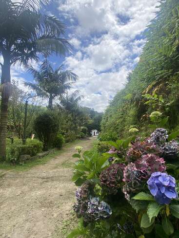 L'image représente un chemin de jardin serein bordé de verdure luxuriante, de fleurs éclatantes et de palmiers, sur fond de ciel bleu pittoresque avec des nuages blancs.