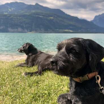 Deux chiens noirs se détendent sur de l'herbe verte au bord d'un lac turquoise serein, entouré de montagnes imposantes sous un ciel nuageux, profitant d'une journée paisible et pittoresque en plein air.