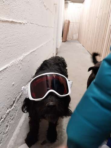 Un perro negro con gafas de esquí de gran tamaño y montura blanca se encuentra en un pasillo estrecho. Otro perro y el brazo de una persona son parcialmente visibles en la escena.