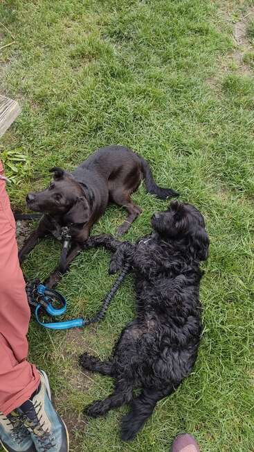 Dos perros negros tumbados sobre hierba verde, con las correas atadas. Uno mira atentamente hacia arriba, el otro se relaja. Una persona con pantalones rosas se sienta cerca, parcialmente visible.