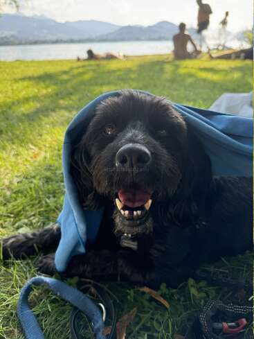 A happy black dog lies on the grass with a blue cloth over its head. In the background, people relax by a lakeside with mountains.